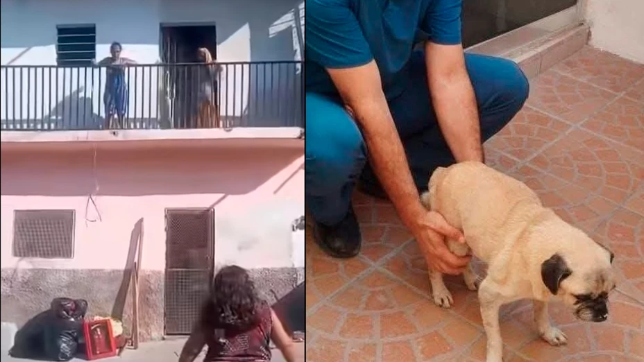 Perrito lanzado desde un segundo piso en Tuxtla: estado de salud, denuncias y posible sanción