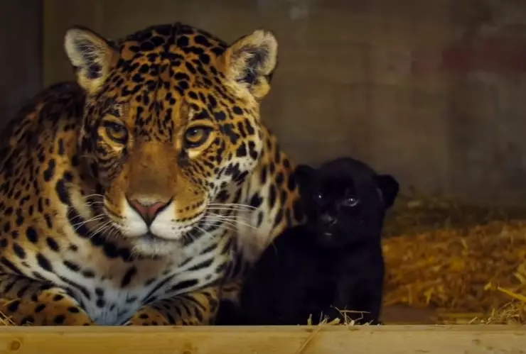 Jaguar negro, bebé, santuario.jpg