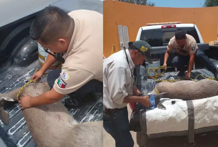 Venado cola blanca en los Naranjos