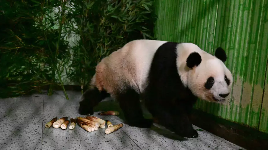 ASI-GEN CHINA-JAPÓN PANDAS