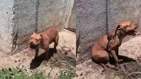 FOTO_ Reportan otro caso de presunto maltrato animal en Kanasín; perrito pitbull sería la víctima