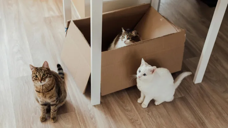 ¿Por qué los gatos aman las cajas de cartón? La razón detrás de esta fascinación de tus mascotas