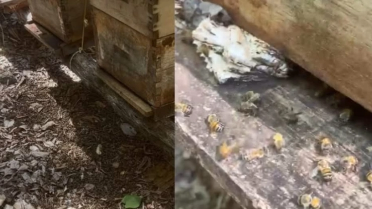 Abejas envenenadas en Hopelchén: 128 colmenas sin vida y cuántiosas pérdidas