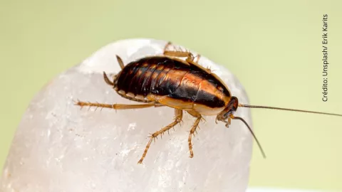 Fue al doctor por un dolor de cabeza, tenía una cucaracha en el oído.