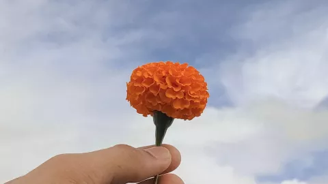 enfermedades que cura la flor de cempasúchil.jpg