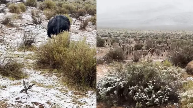 ¡Difícil de creer! Así se vió la caída de nieve en África | VIDEO