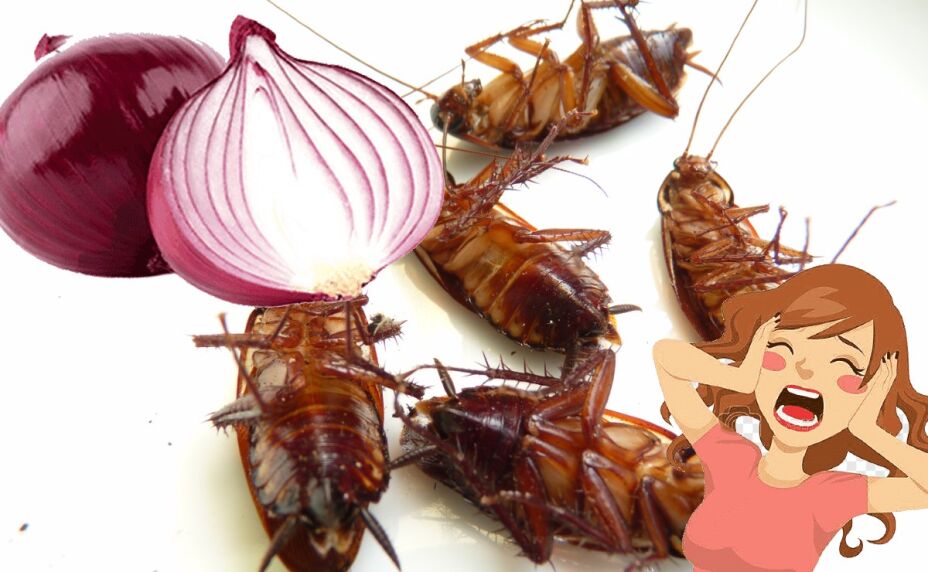 الصورة من الأسلاك