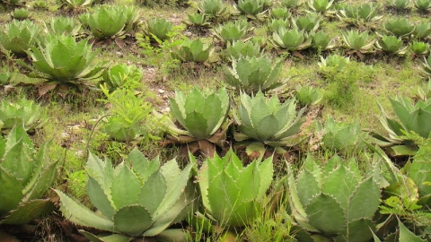 Mezcal de Guerrero