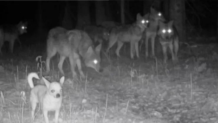 /al-extremo/video-perrito-chihuahua-viral-unirse-manada-lobos-pb-notas