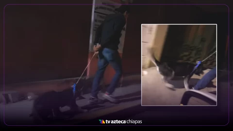 ¡Indignante! Graban a joven que maltrata a un Husky en calles de San Cristóbal de Las Casas