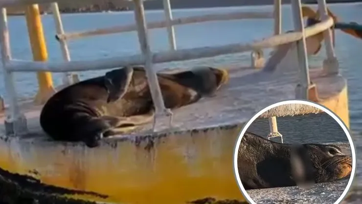 Lobo marino en Topolobampo