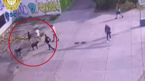 VIDEO_ Sujeto MATA a perrito que protegió a su dueño de asalto.