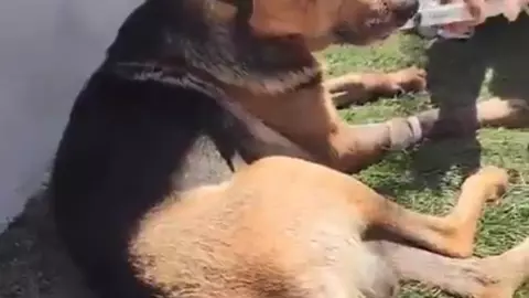 perrito chilpancingo