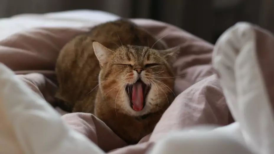 gatos domésticos