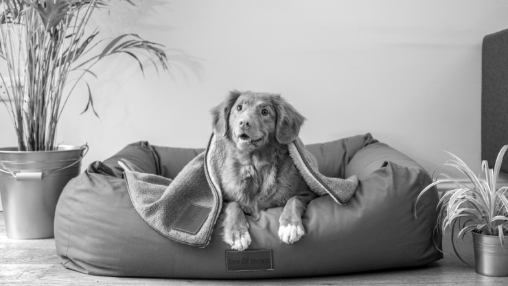 Reto Viral de dormir a tu perrito