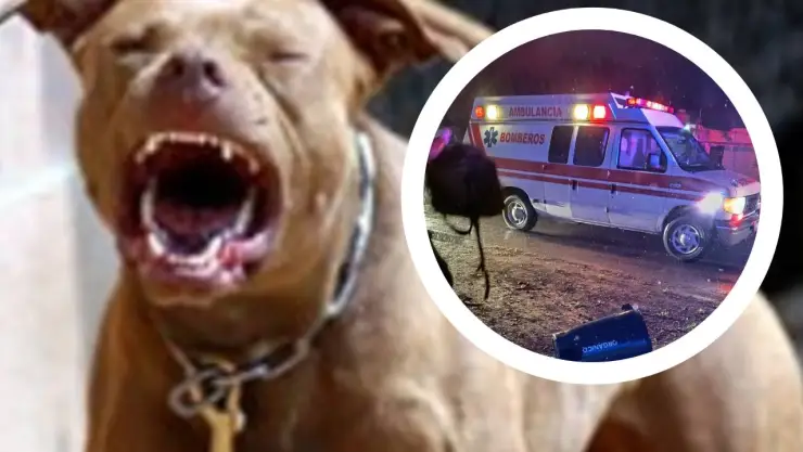 Pitbull ataca a familia en Chetumal dejando 5 heridos; protegía a su dueño.jpg