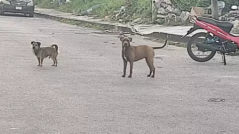 Sacrificarán a dos Pitbull en Cozumel, tras ataque a otros perros.jpg