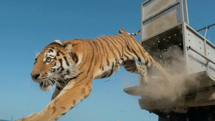Tigre de Amur regresa a la naturaleza de Kazajistán después de más de 70 años