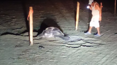 Arriba tortuga en peligro de extinción a Chachalacas