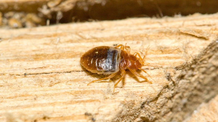 Cómo diferenciar a las chinches de las pulgas y garrapatas