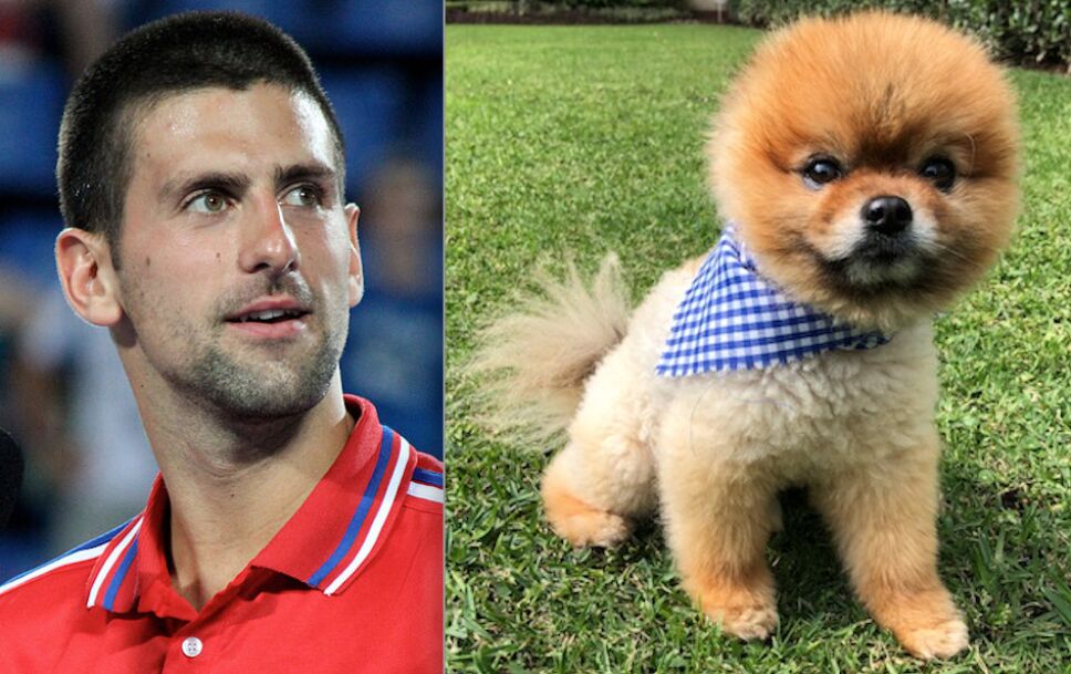 Djoko the pomeranian