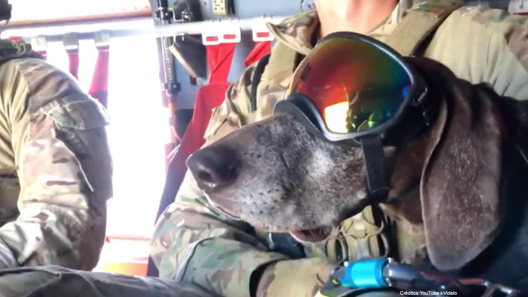 perros paracaidistas video.jpg