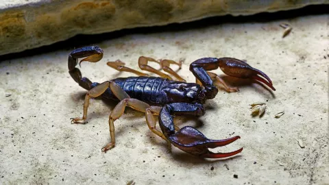 Antídoto para animales venenosos