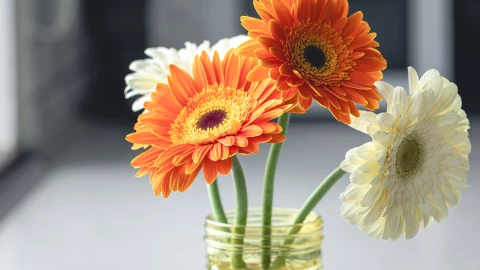 plantas ornamentales