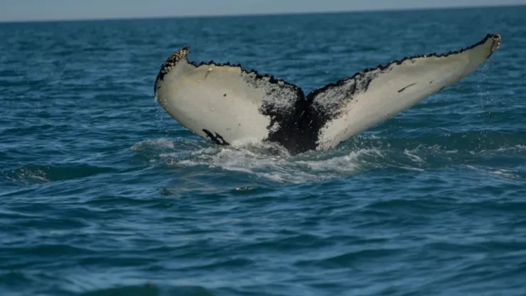 Ballenas jorobadas en Nueva York