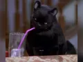 salem-saberhagen-sabrina-la-bruja-adolescente