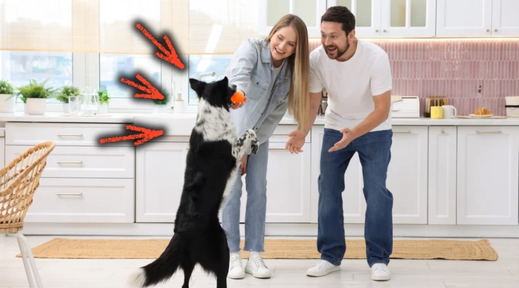 /estilo-de-vida/razon-no-debes-saludar-perro-casa-veterinarios