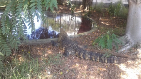Decomisan cocodrilo de pantano