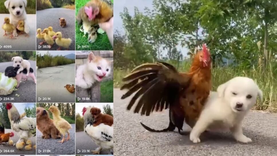 Perrito, gallo, TikTok b.jpg
