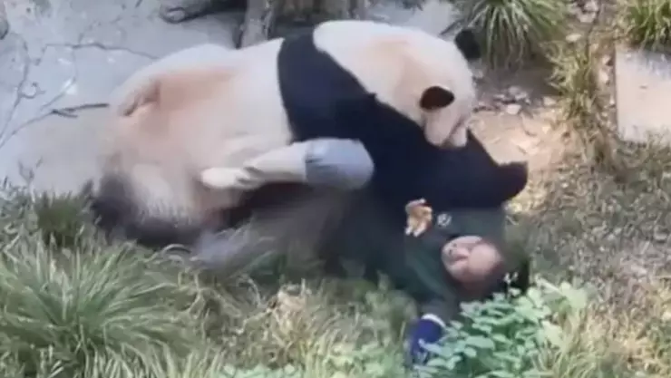VIDEO_ Panda ATACA a cuidadora en zoológico de China; VIRAL.jpg
