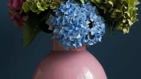Las hortensias son plantas relacionadas con la soledad excesiva
