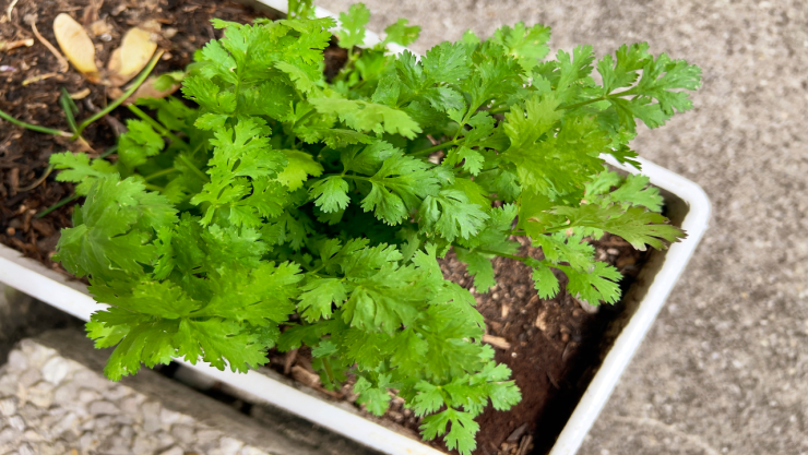 ¡Sin cilantro, por favor! El precio está por las nubes, pero hay 5 sustitutos de buen sabor.jpg