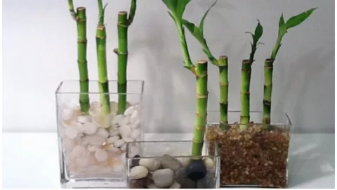 planta bambu agua piedras