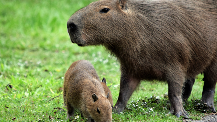 ¿Es legal tener un capibara como mascota en México.
