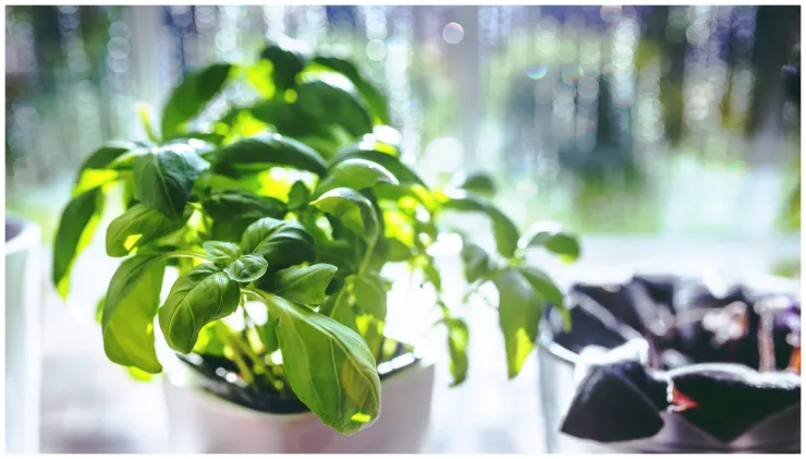 planta albahaca beneficios
