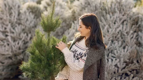 Árboles navideños naturales en Tijuana 2024 ¿Dónde los venden y cuánto cuestan?