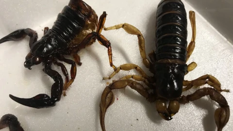 insectos 1