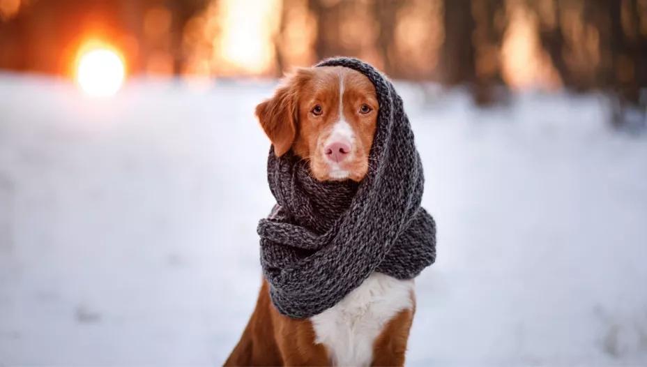 ¿La ropa realmente protege a tu perro de las bajas temperaturas?
