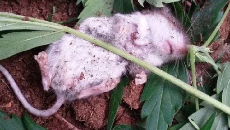Ratón se da un viaje por comerse hojas de cannabis