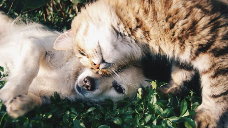 Perrito desaparecido regresa a casa y la reacción de su amigo felino se viralizan.