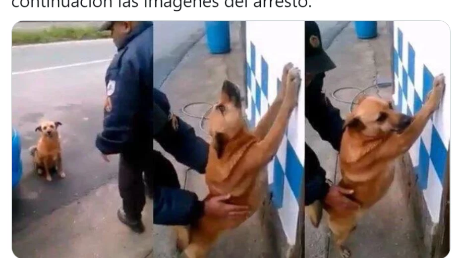 perrito_memes