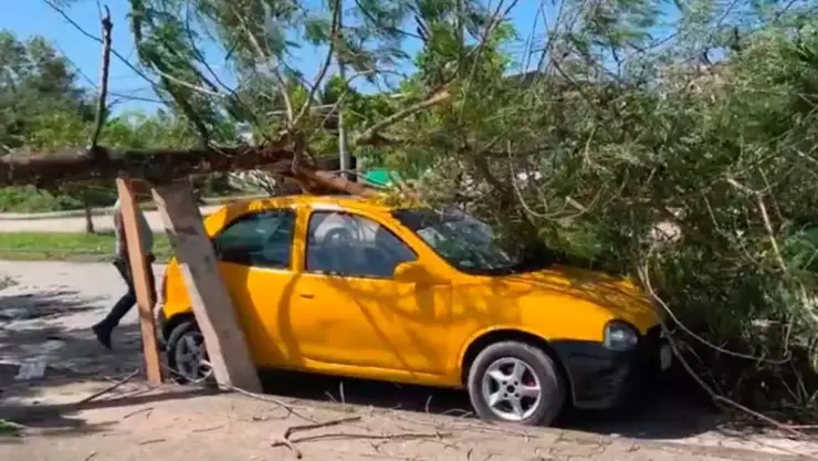 Árbol de mango se cae sobre un coche amarillo en Chetumal_ Esto se sabe.jpg