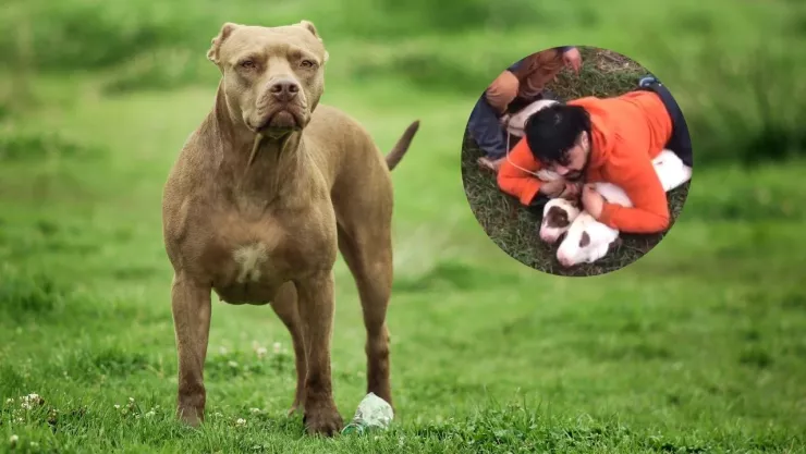 Imagen de perro pitbull y de captura de video de hombre sometiendo a dos perros pitbull