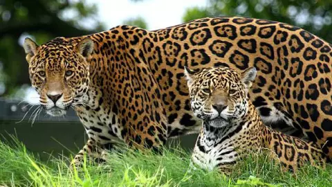 Jaguares
