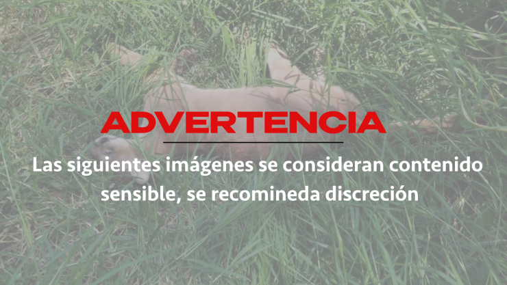 Investigan muert3 de puma hallado sin v1da en la Sierra de Xilitla