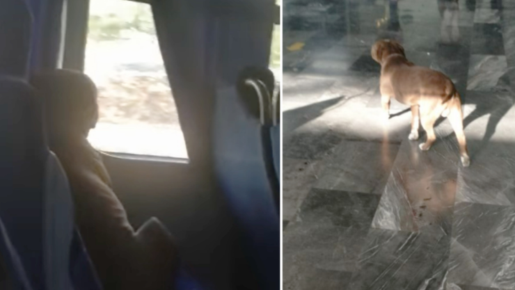 Video Perrito viaja solo en autobús y se viraliza en redes